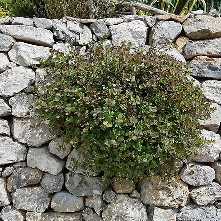 Ancient Estate 